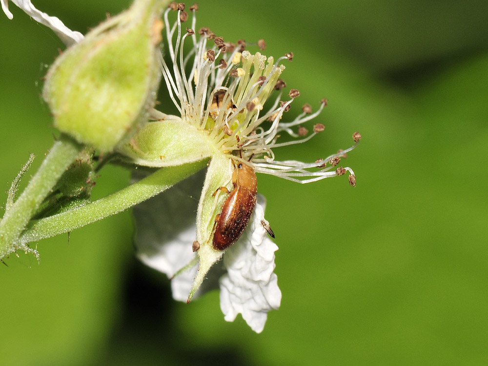 Antherophagus nigricornis?(Cryptophagidae)